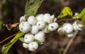 Drupes of Common snowberry, Symphoricarpos albus