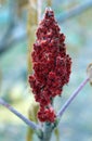 Drupes of a staghorn sumac