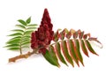 Drupes of a staghorn sumac.