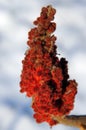 Drupes of a staghorn sumac in winter
