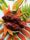 Drupes of a staghorn sumac