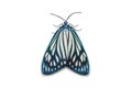 Drury`s Jewel Cyclosia papilionaris moth Royalty Free Stock Photo