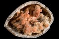 Druse of orange calcite crystals inside a fossilized shell Royalty Free Stock Photo