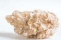 Drusus cargo. fossil stone on a white background isolate