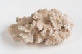 Drusus cargo. fossil stone on a white background isolate