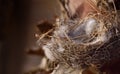 A dry, abandoned bird`s nest, well padded, on the edge of a tree trunk outdoors Royalty Free Stock Photo