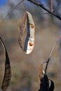 Dry acacia seed pods on branch, soft blurry background