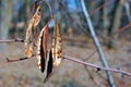 Dry acacia seed pods on branch, soft blurry background