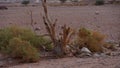 Dry acacia tree in desert of the Negev, Timna Park, Israel Royalty Free Stock Photo