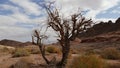 Dry acacia tree in desert of the Negev, Timna Park, Israel Royalty Free Stock Photo