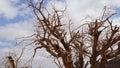 Dry acacia tree in desert of the Negev, Timna Park, Israel Royalty Free Stock Photo