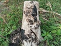 Dry acacia tree stumps among green wild grass and litter Royalty Free Stock Photo