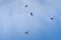 Dry acer ceeds on fresh clean snow, winter forest on sun dawn, flatlay and deep shadows, outdoor active hobby for green tourism Royalty Free Stock Photo