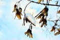 Dry acer seeds on twig, blurry snow background