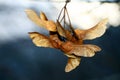 Dry acer seeds on twig