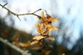 Dry acer seeds on twig