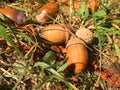 Dry acorns in green grass, close-up