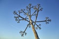 Dry agave stem over blue sky