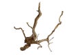 Dry aged driftwood branches isolated on white background with clipping path Royalty Free Stock Photo