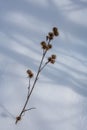 Dried flowers of agrimony in the snow Royalty Free Stock Photo