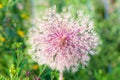 Dry allium giganteum flower