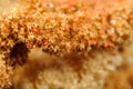 Dry Amaranth (Love-Lies-Bleeding) Flowers Close-Up