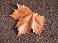 dry American Sycamore (Platanus occidentalis) leaf on concrete p Royalty Free Stock Photo