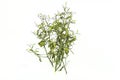 Dry of Andrographis paniculata plant on white background use for Royalty Free Stock Photo