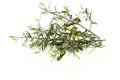 Dry of Andrographis paniculata plant on white background use for Royalty Free Stock Photo