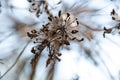 Dry Apiaceae  or Umbelliferae family plant close-up on clear  light blue sky background Royalty Free Stock Photo