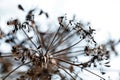 Dry Apiaceae or Umbelliferae family plant macro shallow focus against sky