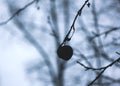 Dry apple on bare tree branch