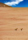 Dry arid barren landscape, lonely sand dune hill with lost looking group 3 vicunas - Laguna Miscanti, Atacama desert, Chile