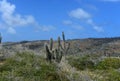 Dry Arid Climate with Cactus in Northern Aruba