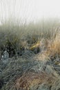 Dry arid grass on a swamp in an empty grassland in Denmark on a misty day with fog. Nature landscape and background of Royalty Free Stock Photo