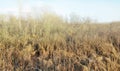 Dry or arid grass in a swamp in an empty grassland in Europe in early spring. Uncultivated textured background with Royalty Free Stock Photo