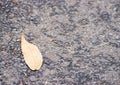 A Dry Aristate / Acuminate / Deltoid shaped Light Brown Colored Autumn Leaf on Asphalt Road - Abstract Natural Texture Background