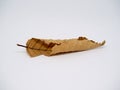 Dry autumn beech leaf isolated on white. Rolled leaf Royalty Free Stock Photo