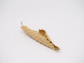 Dry autumn beech leaf isolated on white. Rolled leaf Royalty Free Stock Photo