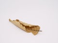 Dry autumn beech leaf isolated on white. Rolled leaf Royalty Free Stock Photo