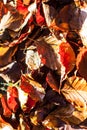 Dry autumn beech leaves lying on the ground in the forest lit by sunlight. Autumn, nature and aging concepts UK Royalty Free Stock Photo