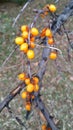 Dry autumn branch with bright berries of sea buckthorn Royalty Free Stock Photo