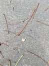 Dry autumn branches on dry gray asphalt. Autumn minimalistic abstraction. Royalty Free Stock Photo