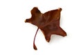 Dry autumn brown fallen maple leaf isolated on white background Royalty Free Stock Photo