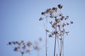 Dry autumn dill flowers in clear blue sky Royalty Free Stock Photo