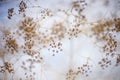 Dry autumn dill grow in white blue sky background. Art soft focus Royalty Free Stock Photo