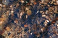 Dry autumn fallen leaves in a puddle in forest