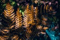 Dry Autumn Ferntwisty and dry ferns in the fall. End of life cycle. Colorful fern leaf Royalty Free Stock Photo