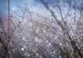 Dry autumn grass with dew water drops in the morning. Foggy morning. Art natural fresh backgound Royalty Free Stock Photo