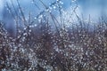 Dry autumn grass with dew water drops in the morning. Foggy morning. Art natural fresh backgound Royalty Free Stock Photo